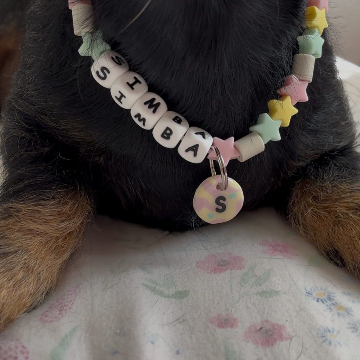 chapa id pastel