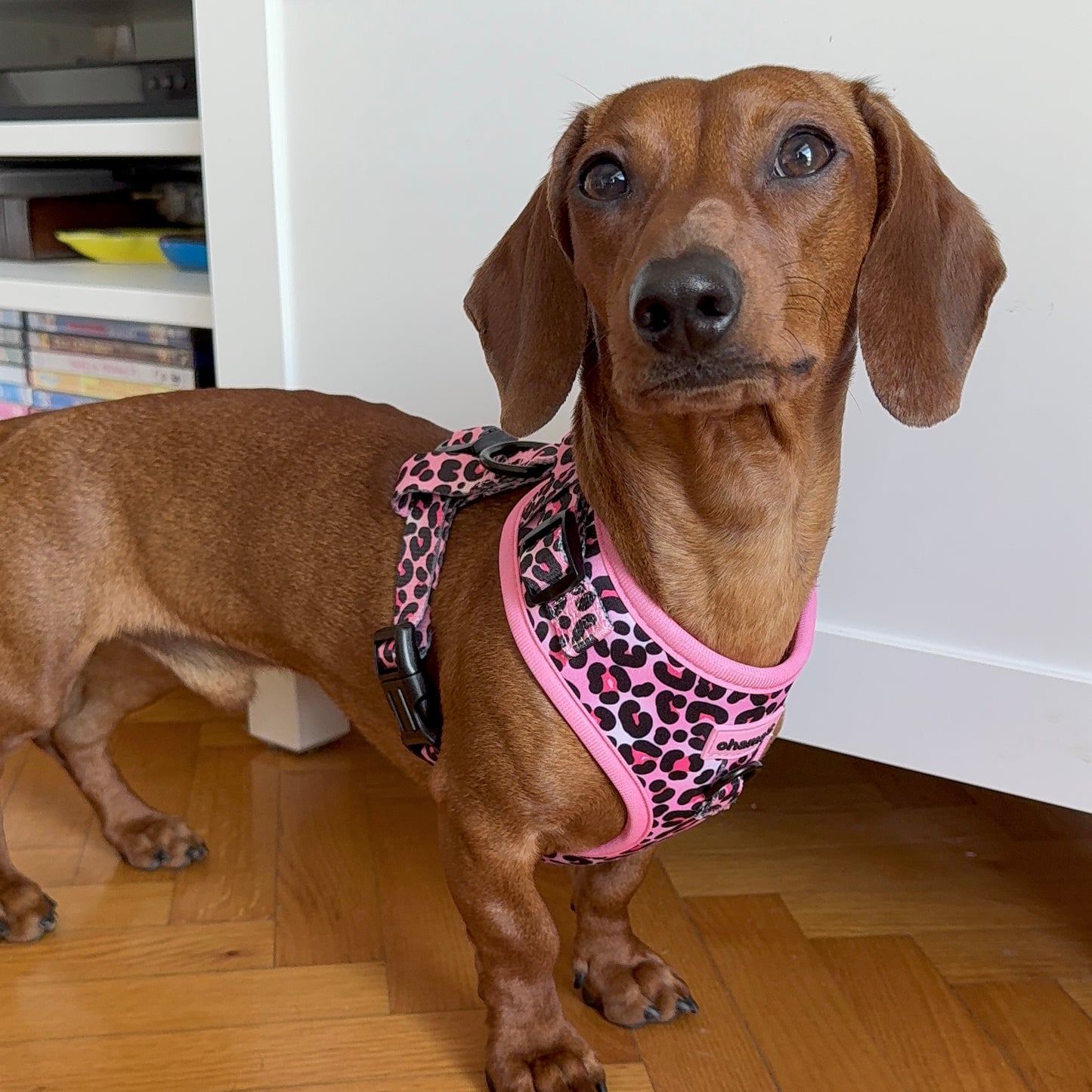 Arnés ajustable Kenia pink
