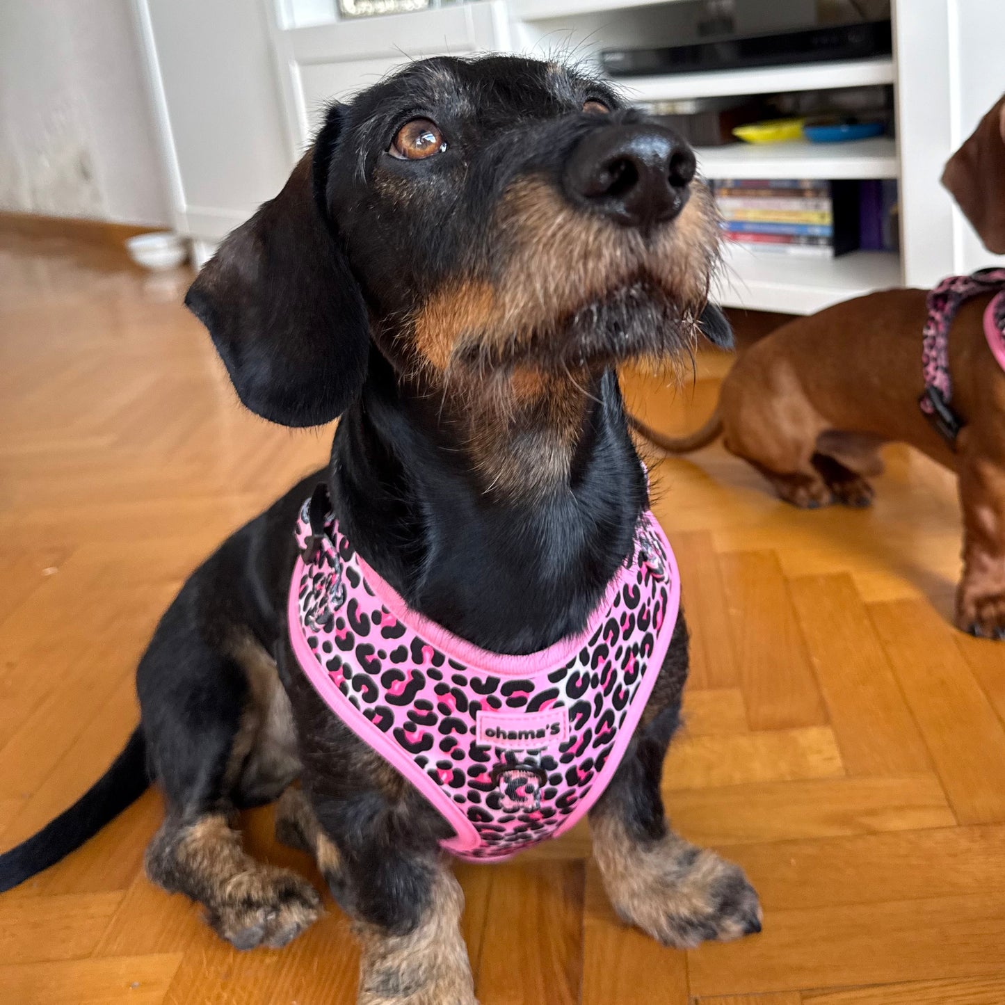 Arnés ajustable Kenia pink