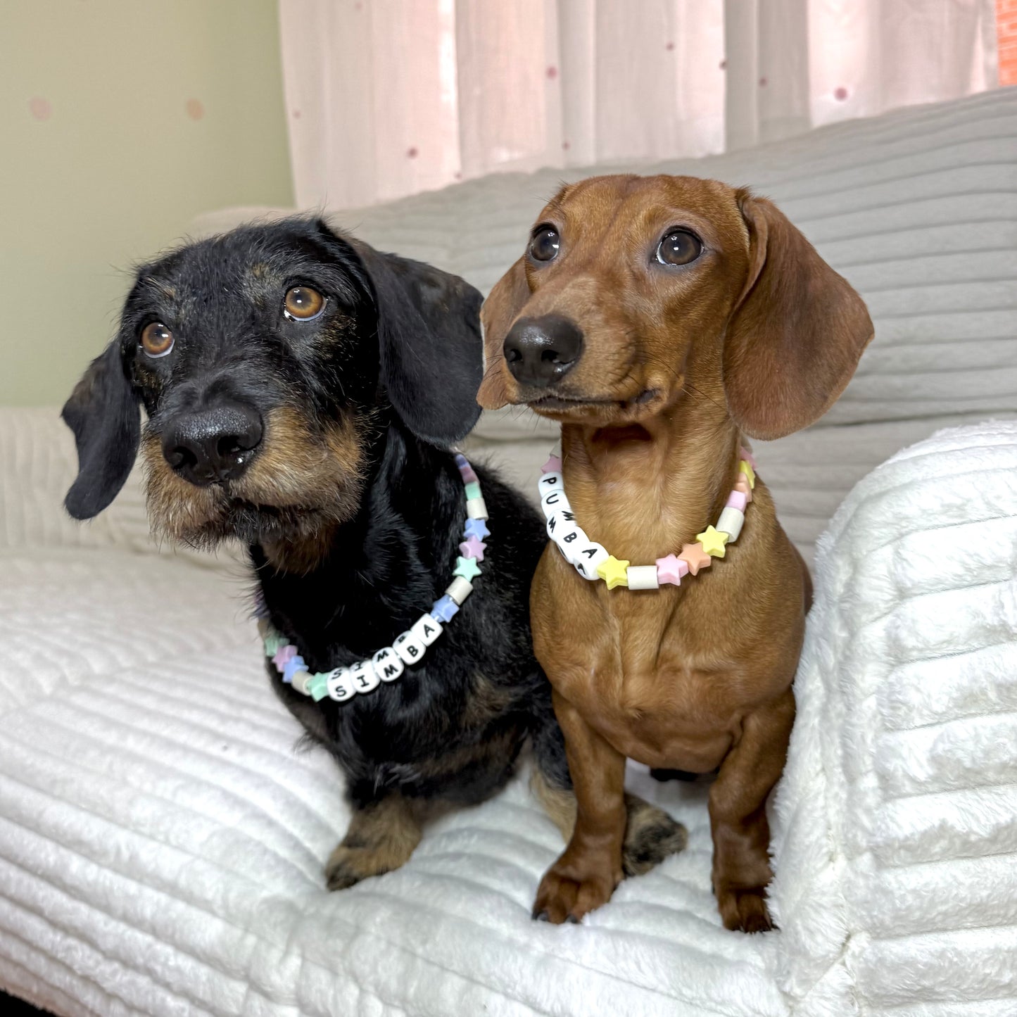 collar antiparasitario natural estrellas fugaces